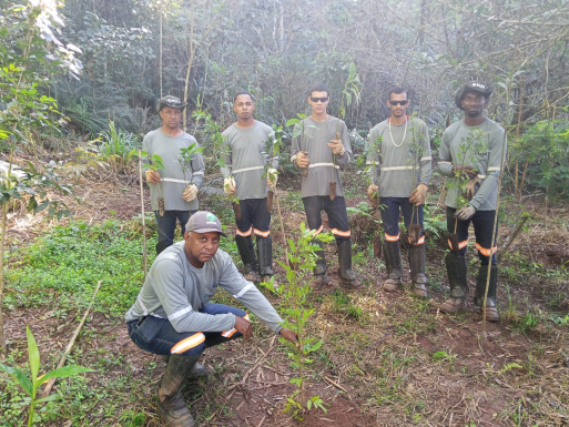 equipe de colaboradores do reflorestamento reparatório